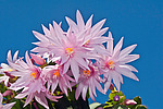 ������������� ������� / ���������� ������ (Rhipsalidopsis rosea) Pink Easter cactus