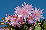 ������������� ������� / ���������� ������ (Rhipsalidopsis rosea) Pink Easter cactus
