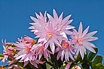 ������������� ������� / ���������� ������ (Rhipsalidopsis rosea) Pink Easter cactus