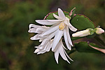 ������������� ������� / ���������� ������ (Rhipsalidopsis rosea) Pink Easter cactus