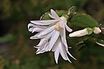 ������������� ������� / ���������� ������ (Rhipsalidopsis rosea) Pink Easter cactus