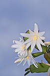 ������������� ������� / ���������� ������ (Rhipsalidopsis rosea) Pink Easter cactus