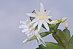������������� ������� / ���������� ������ (Rhipsalidopsis rosea) Pink Easter cactus