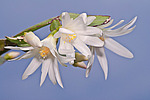 ������������� ������� / ���������� ������ (Rhipsalidopsis rosea) Pink Easter cactus