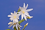 ������������� ������� / ���������� ������ (Rhipsalidopsis rosea) Pink Easter cactus