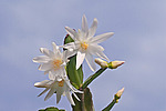 ������������� ������� / ���������� ������ (Rhipsalidopsis rosea) Pink Easter cactus