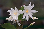 ������������� ������� / ���������� ������ (Rhipsalidopsis rosea) Pink Easter cactus