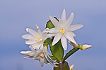 ������������� ������� / ���������� ������ (Rhipsalidopsis rosea) Pink Easter cactus