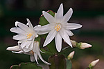 ������������� ������� / ���������� ������ (Rhipsalidopsis rosea) Pink Easter cactus
