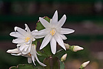 ������������� ������� / ���������� ������ (Rhipsalidopsis rosea) Pink Easter cactus