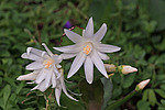 ������������� ������� / ���������� ������ (Rhipsalidopsis rosea) Pink Easter cactus