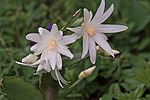 ������������� ������� / ���������� ������ (Rhipsalidopsis rosea) Pink Easter cactus