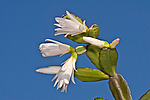������������� ������� / ���������� ������ (Rhipsalidopsis rosea) Pink Easter cactus