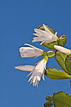 ������������� ������� / ���������� ������ (Rhipsalidopsis rosea) Pink Easter cactus
