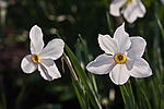 ������� ������������ (Narcissus poeticus) Poet's Narcissus