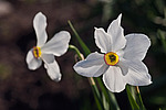������� ������������ (Narcissus poeticus) Poet's Narcissus