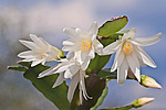 ������������� ������� / ���������� ������ (Rhipsalidopsis rosea) Pink Easter cactus