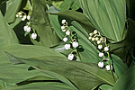 ������ ������� (Convallaria majalis) Lily of the Valley
