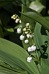 ������ ������� (Convallaria majalis) Lily of the Valley