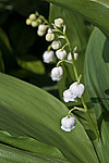 ������ ������� (Convallaria majalis) Lily of the Valley