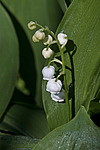 ������ ������� (Convallaria majalis) Lily of the Valley