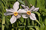 ������� ������������ (Narcissus poeticus) Poet's Narcissus