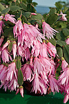 ������������� ������� (Rhipsalidopsis rosea) Pink Easter cactus