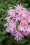 ������������� ������� (Rhipsalidopsis rosea) Pink Easter cactus