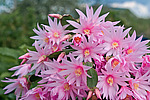 ������������� ������� (Rhipsalidopsis rosea) Pink Easter cactus