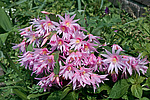 ������������� ������� (Rhipsalidopsis rosea) Pink Easter cactus