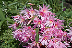 ������������� ������� (Rhipsalidopsis rosea) Pink Easter cactus