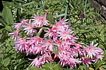 ������������� ������� (Rhipsalidopsis rosea) Pink Easter cactus