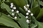 ������ ������� (Convallaria majalis)