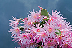 ������������� ������� (Rhipsalidopsis rosea) Pink Easter cactus