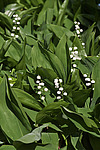 ������ ������� (Convallaria majalis) Lily of the Valley