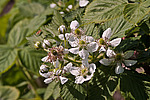 �������� / ������� ��������� (Rubus nessensis = Rubus suberectus = Rubus fruticosus) Shrubby Blackberry