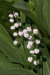 ������ ������� (Convallaria majalis) Lily of the Valley
