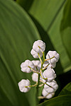 ������ ������� (Convallaria majalis) Lily of the Valley