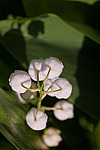 ������ ������� (Convallaria majalis) Lily of the Valley
