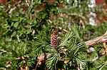 ���������� ����������� (Larix decidua) European larch