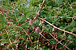 ���������� ����������� (Larix decidua) European larch