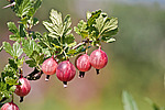 ��������� ������������(Ribes uva-crispa) Gooseberry