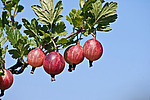 ��������� ������������(Ribes uva-crispa) Gooseberry
