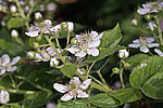 �������� / ������� ��������� (Rubus nessensis = Rubus suberectus = Rubus fruticosus) Shrubby Blackberry