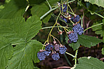 ������� (Rubus caesius) Blackberry