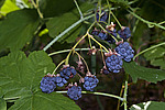 ������� (Rubus caesius) Blackberry