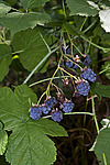 ������� (Rubus caesius) Blackberry