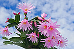 ������������� ������� / ���������� ������ (Rhipsalidopsis rosea) Pink Easter cactus
