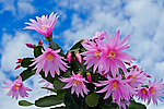 ������������� ������� / ���������� ������ (Rhipsalidopsis rosea) Pink Easter cactus