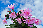������������� ������� / ���������� ������ (Rhipsalidopsis rosea) Pink Easter cactus
